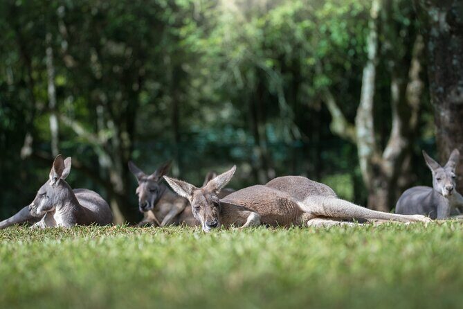 Australia Zoo Day Trip from Noosa /Sunshine Coast Region - Analyzing the Value