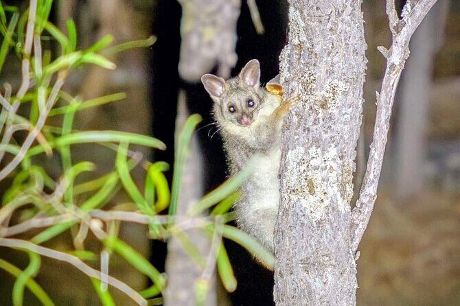 Australian Animal Night Safari - Final Thoughts