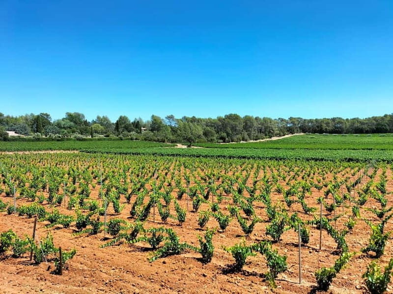 Authentic Countryside Wine Tour & Chic Aix-en-Provence - FAQ
