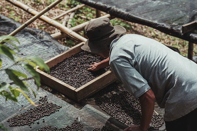 authentic-experience-of-coffee-cane-and-caco-inside-the-forest