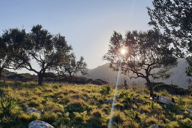 authentic-olive-oil-and-cultural-experience-in-crete