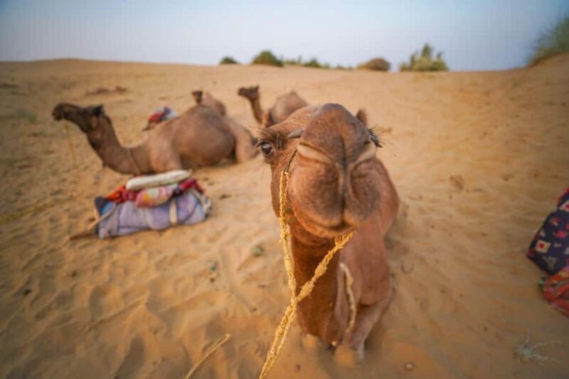 Authentic Overnight Camel Safari & Sleep Under the Stars - Final Thoughts: Is It Worth It?