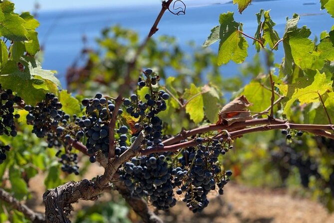 authentic-private-viewpoint-winedine-tour