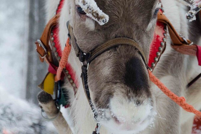 authentic-reindeer-farm-experience-in-rovaniemi