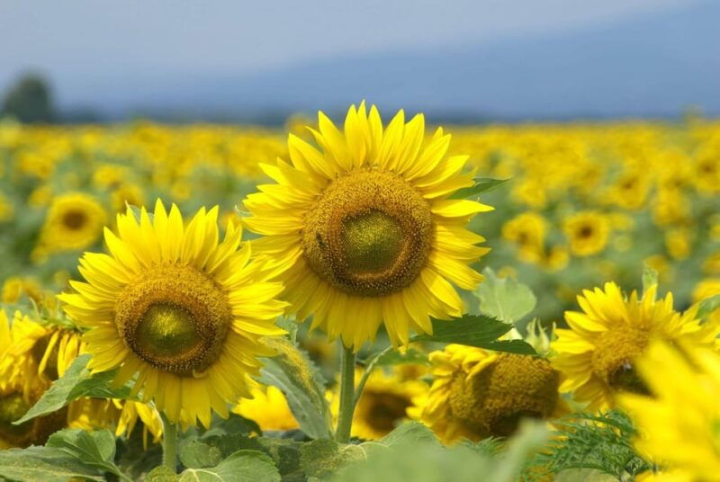 authentic-slovenia-a-mystery-travel-day-tour