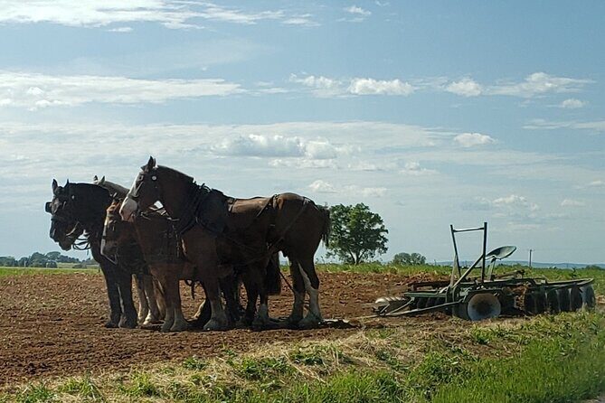 Authentic Tour & Meal with the Amish! - Possible Drawbacks or Considerations