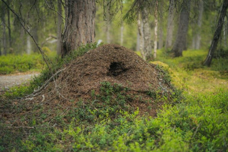 auttikongas-hiking-experience