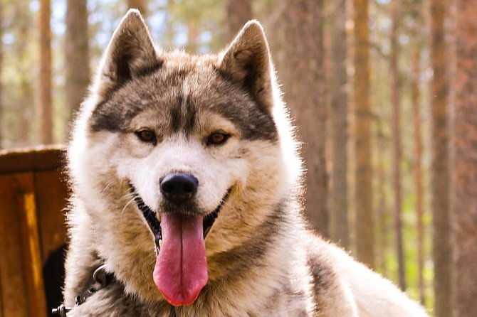 autumn-delight-visit-to-husky-reindeer-and-santa-claus-in-rovaniemi