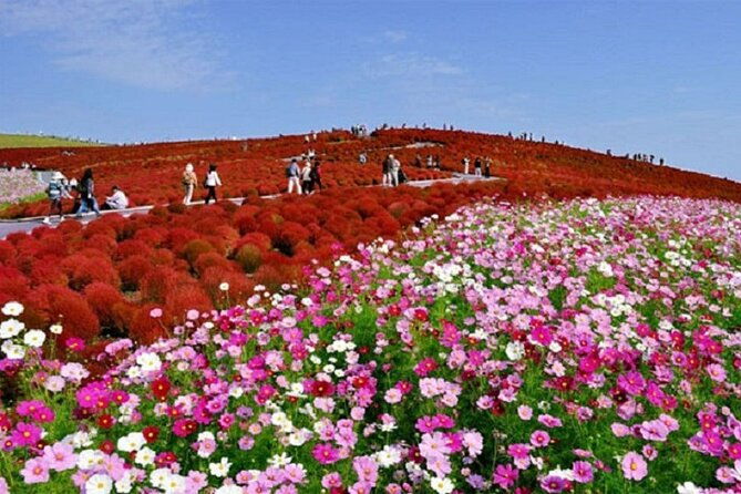 autumn-flowers-at-hitachi-seaside-park-1-day-from-tokyo