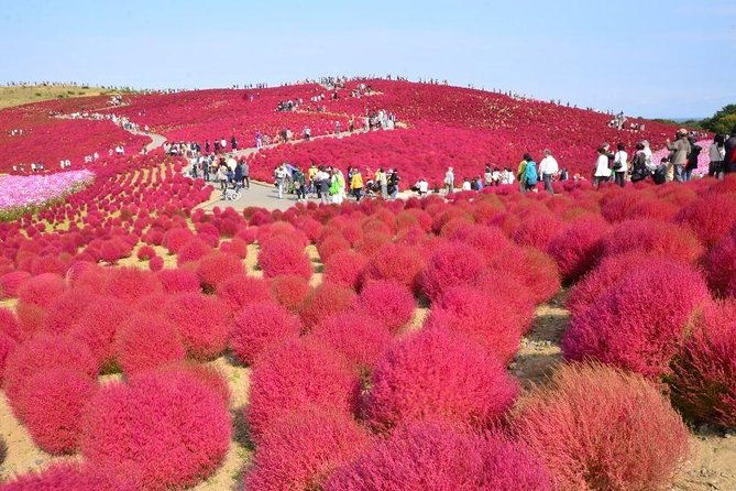 autumn-flowers-at-hitachi-seaside-park-1-day-from-tokyo