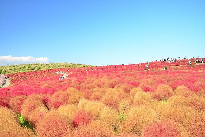 autumn-flowers-at-hitachi-seaside-park-1-day-from-tokyo