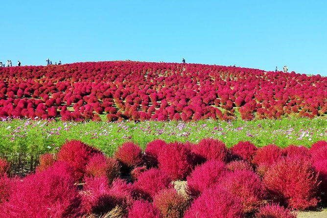 autumn-flowers-at-hitachi-seaside-park-1-day-from-tokyo