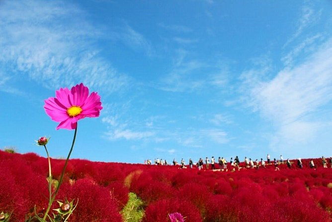 autumn-flowers-at-hitachi-seaside-park-1-day-from-tokyo