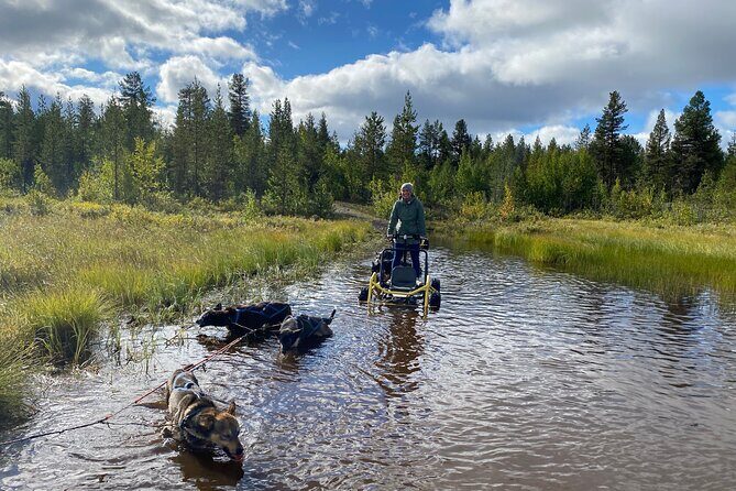 Autumn Husky Sit and Drive Cart Tour from Kiruna - What to Expect from This Tour
