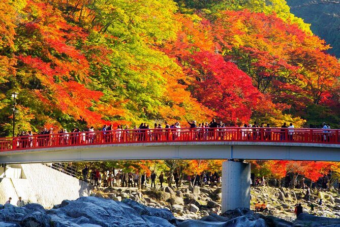 Autumn leaves illuminations at Korankei , winter cherry blossoms - An In-Depth Look at the Tour Experience