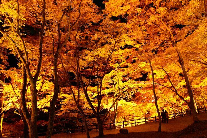 Autumn leaves illuminations at Korankei , winter cherry blossoms - Who Would Love This Tour?