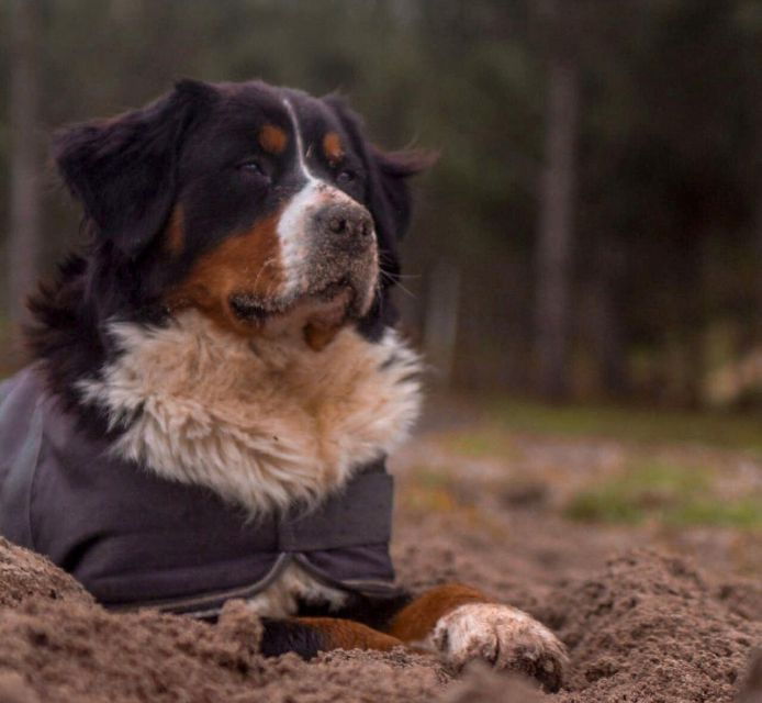 aveiro-horseback-riding-at-a-pedagogical-farm