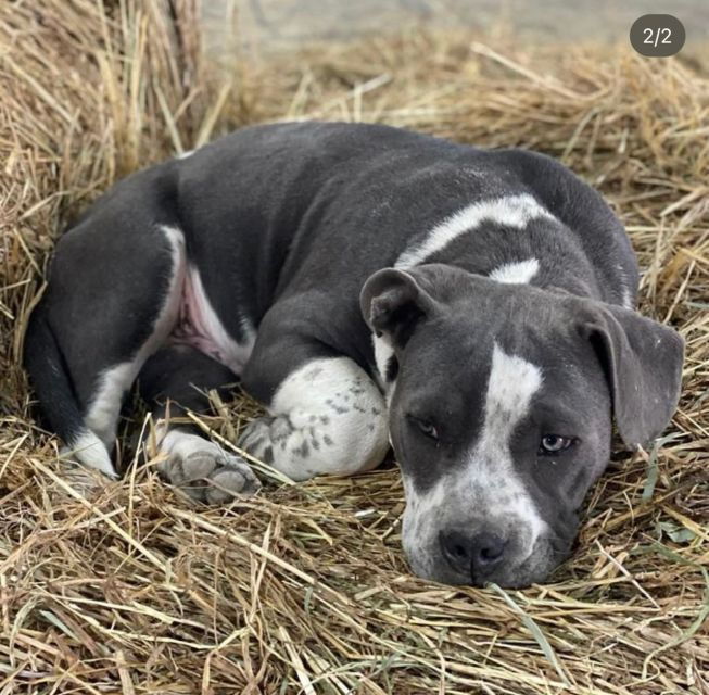 aveiro-horseback-riding-at-a-pedagogical-farm