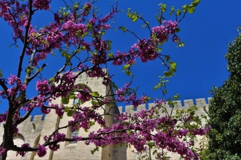 avignon-around-the-palace-tour