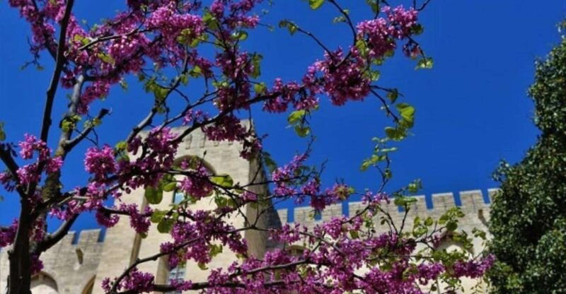 avignon-around-the-palace-tour