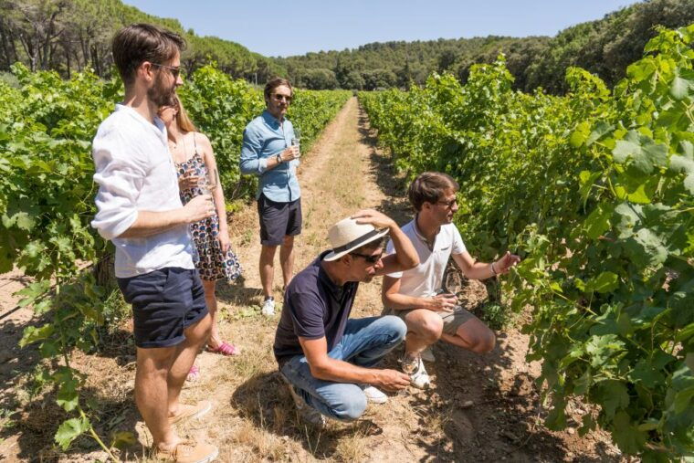 avignon-full-day-chateauneuf-du-pape-wines-luberon-tour