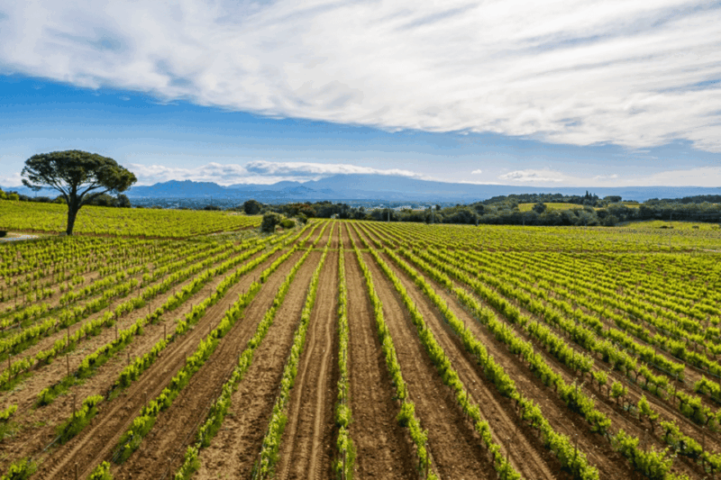 avignon-full-day-truffles-and-chateauneuf-du-pape-wines