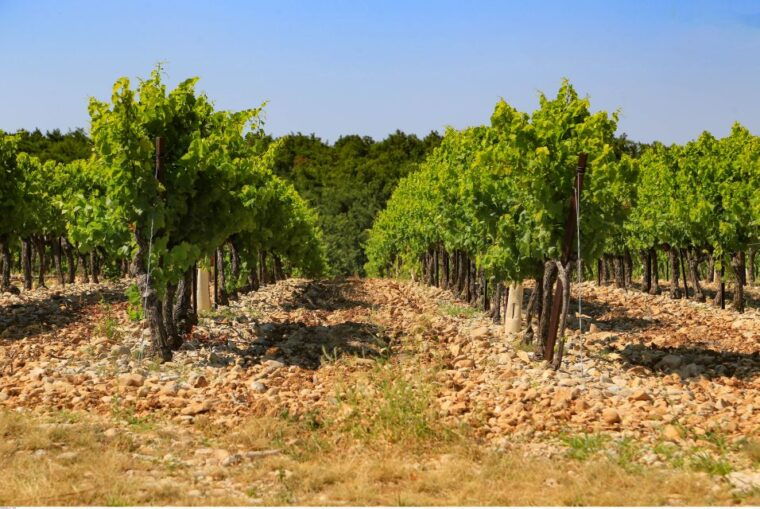avignon-full-day-wine-tour-around-chateauneuf-du-pape