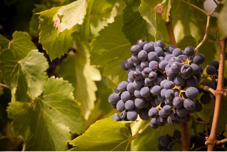 avignon-full-day-wine-tour-around-chateauneuf-du-pape