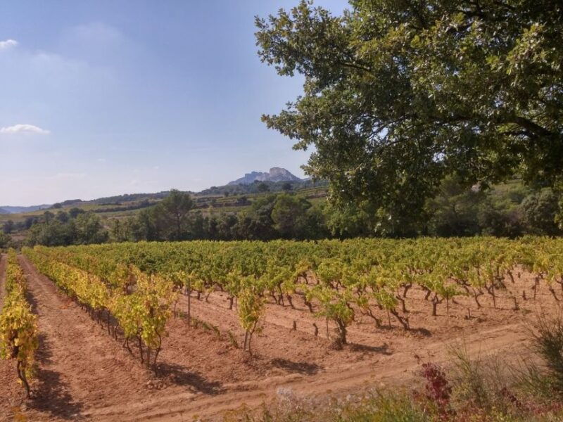 avignon-wine-tasting-tour