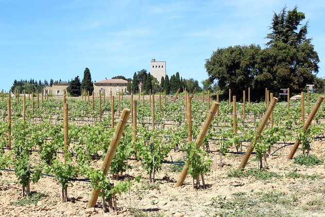 avignons-history-local-culture-the-wines-of-chateauneuf-du-pape-private-tour-2