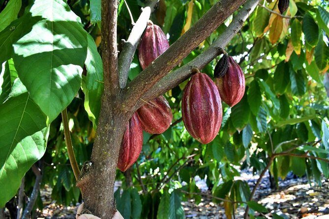 Award Winning Farm Tour: Coffee, Chocolate and Unique Gifts - Practical Details and Tips