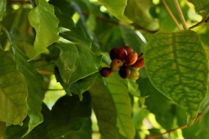 Award Winning Farm Tour: Coffee, Chocolate and Unique Gifts - The Sum Up: Who Will Love This Tour?