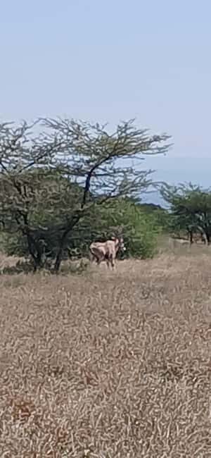 "Awash National Park Safari Experience" - Discovering the Awash National Park Safari Experience
