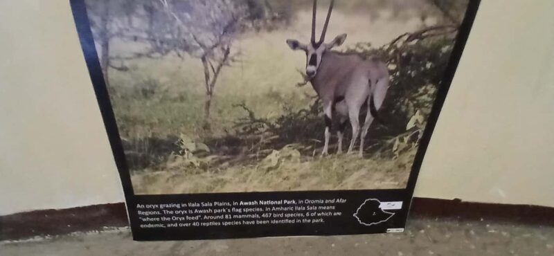 "Awash National Park Safari Experience" - Final Thoughts: Who Should Consider This Tour?