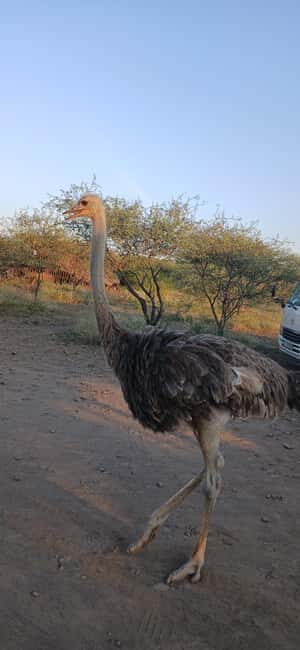 "Awash National Park Safari Experience" - FAQs