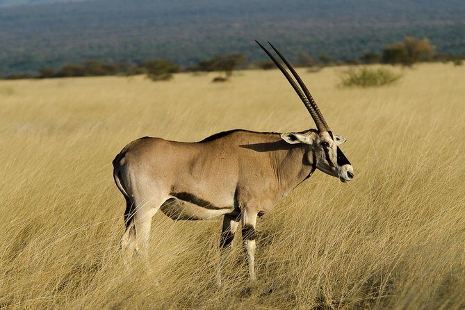 Awash National Park Tours - Key Points  