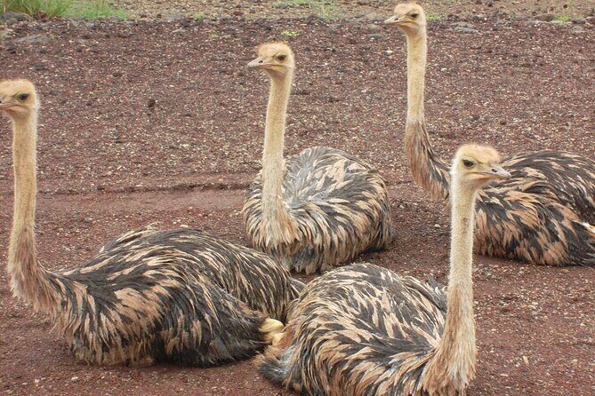 Awash National Park Tours - Practical Details and What to Expect  