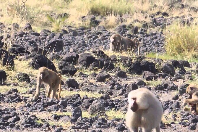Awash National Park Tours - Who is This Tour Best Suited For?  