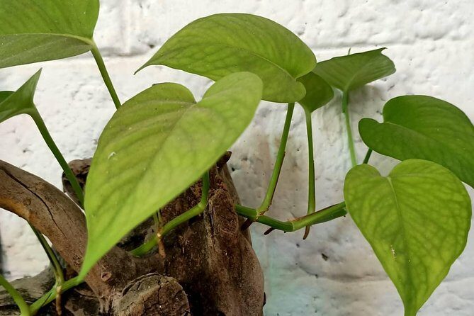 Ayurveda Abhyanga Massage in Fort Kochi Mattancherry - FAQ