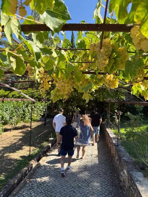 Azeitão: Great visit to wineries, farms, palace, and wine tasting. - Final Thoughts: Is This Tour for You?