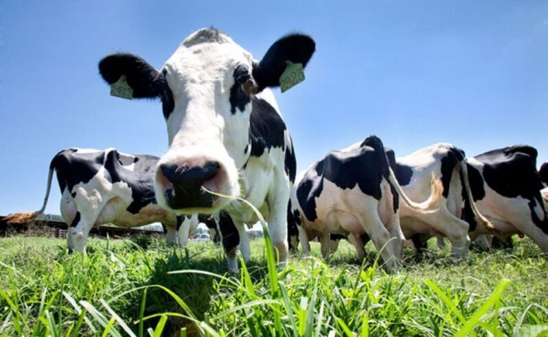 Azores: Day at the Farm with Traditional Lunch - Who Should Consider This Tour?
