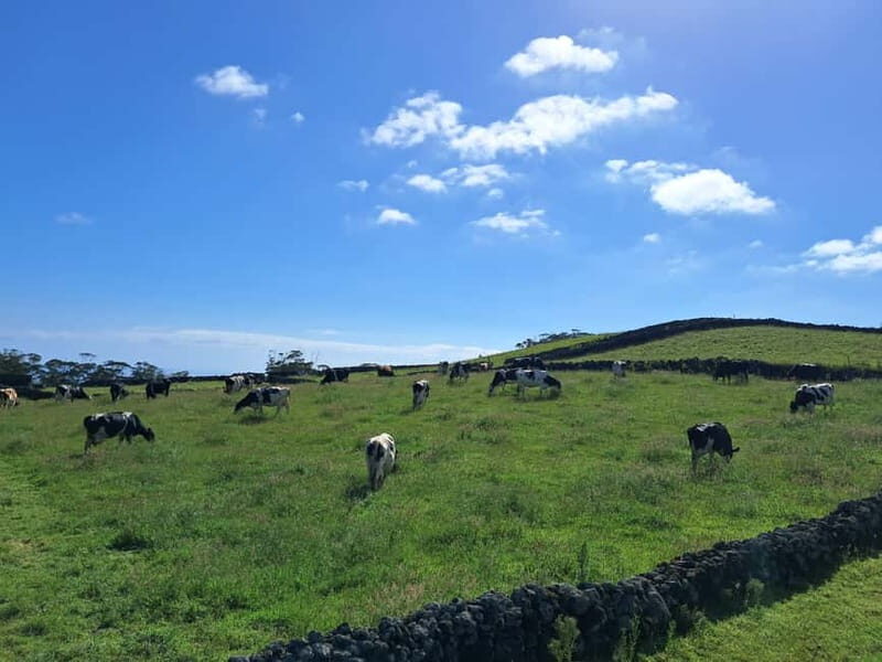 Azores: Half-Day Dairy Farm Tour - Introduction