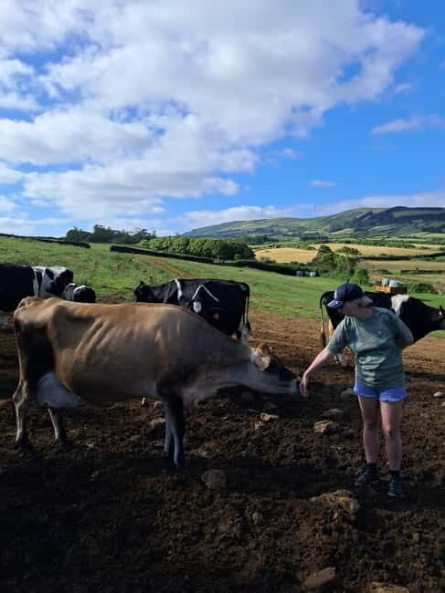 Azores: Half-Day Dairy Farm Tour - The Itinerary in Detail