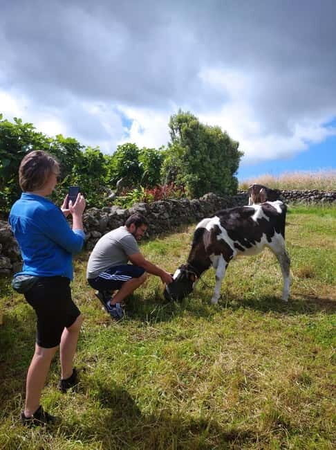 Azores: Half-Day Dairy Farm Tour - What’s Included and Practical Considerations