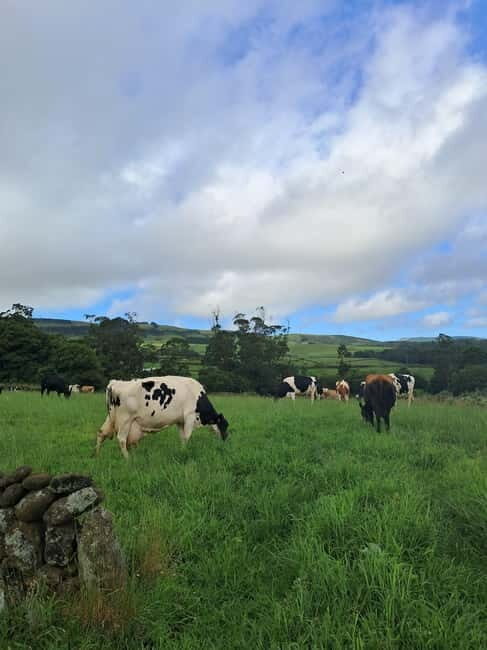 Azores: Half-Day Dairy Farm Tour - The Experience — Real Insights from Reviews