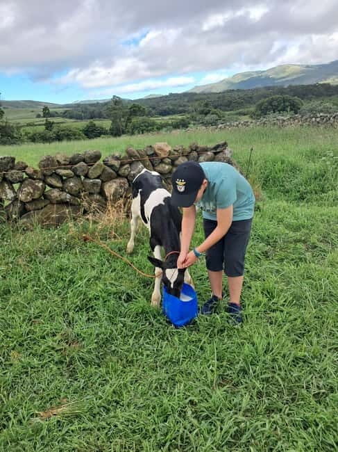 Azores: Half-Day Dairy Farm Tour - Who Would Love This Tour?  