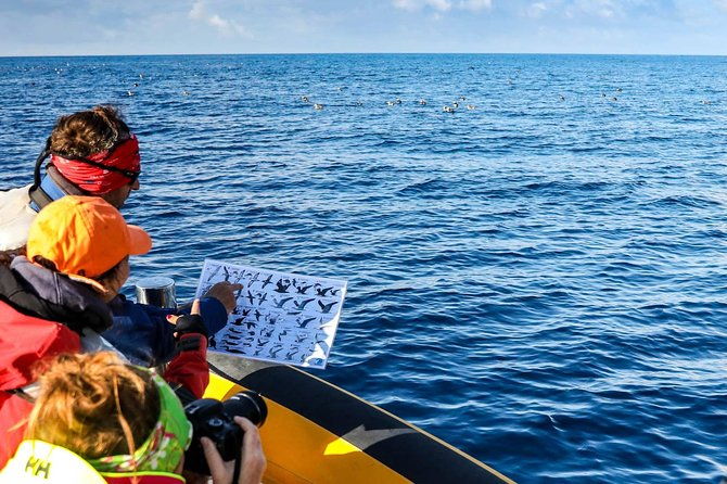 azores-marine-birdwatching-expedition-3
