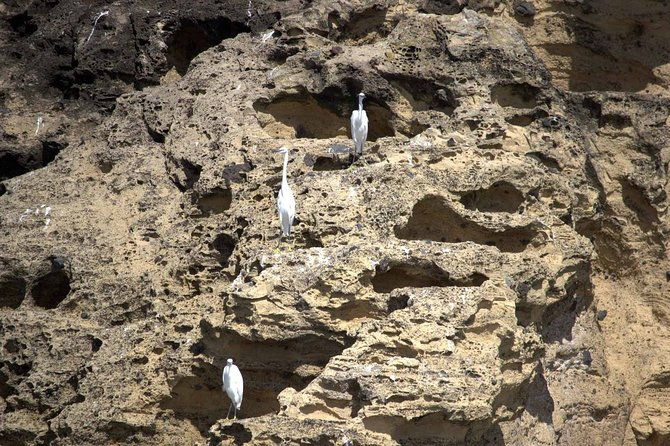 azores-marine-birdwatching-expedition-3