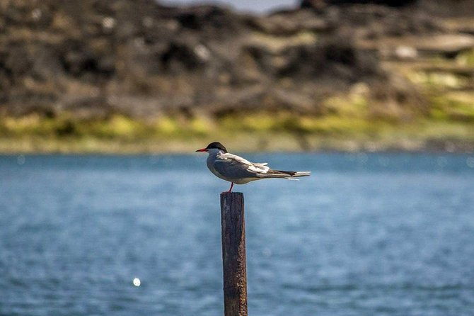 azores-marine-birdwatching-expedition-3