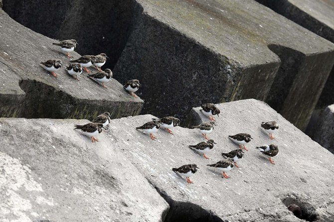 azores-marine-birdwatching-expedition-4